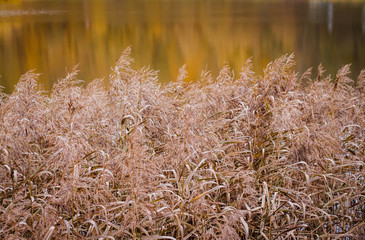 Камыш у воды © natakopyl