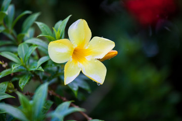 One yellow allamanda flower