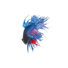 Blue siamese fighting fish, betta splendens isolated on white background