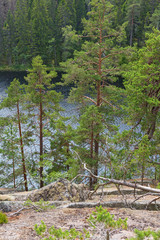 Old forest with pine trees by a lake in the wilderness