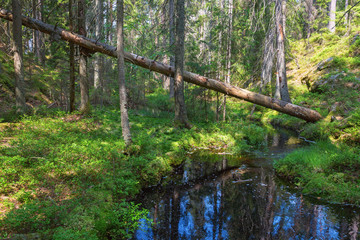 Forest Creek with fallen trees in the forest landscape
