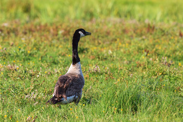 Canada goose walking on a grass meadow