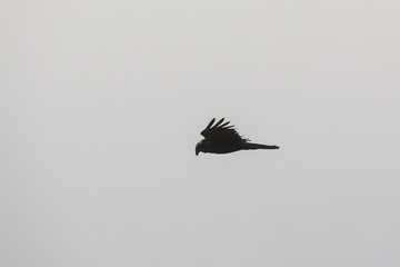 Marsh Harrier flying in the fog