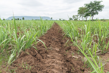 Fototapeta premium Sugarcane