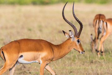 Impala antelope buck with big horns