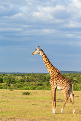 View with a giraffe