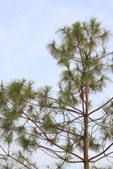 Green leaves on white background