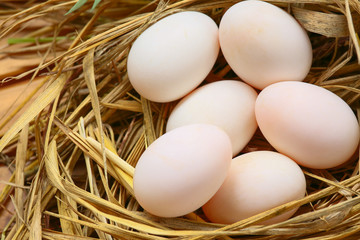 eggs in nest on the nature, Fresh eggs for cooking or raw material, fresh eggs background.