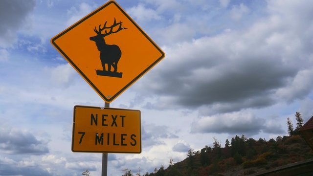 Elk Caution Sign on Mountain Road, 4K