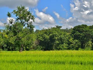 view of the big tree, rice field, mountain and cloud on the sky in Chiang Mai, Thailand.