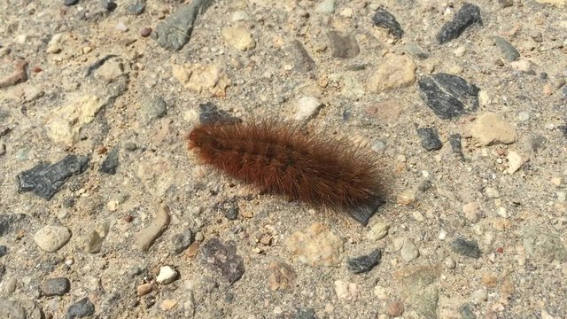 caterpillar crawling on the ground