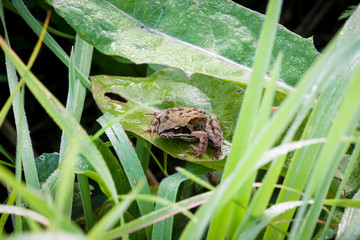 Frog on grass morning dew