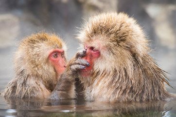 Fototapeta premium snow monkey,nagano,jigokudani,japan（長野県上林温泉地獄谷の雪猿）