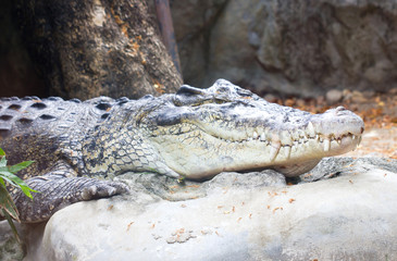 Fototapeta premium A crocodile resting on the stone.