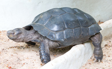 Asian Giant Tortoise. (Scientific Name : Manouria emys phayrei)