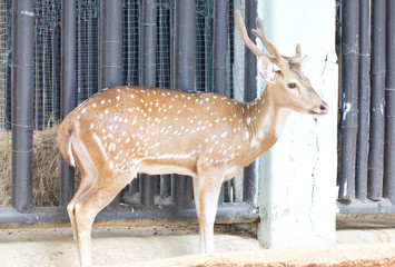Chital, Cheetal, Spotted deer or Axis deer in the zoo.