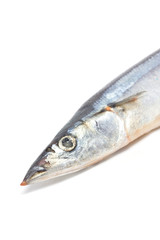 Fresh Pacific Saury isolated on white.