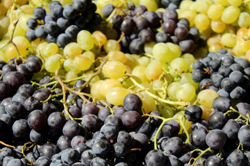 Green and rose grapes background 