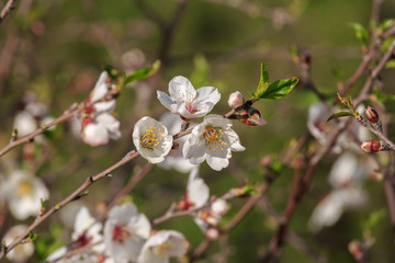 Almond  flowers on branch