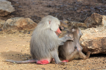 Fototapeta premium Male baboon looking for insects on small female