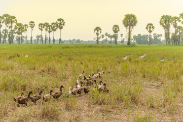 Ducks in the paddy field.