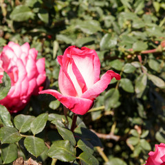 Red decorative rose