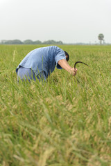 farmer outdoor in rice field