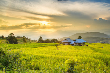 Golden rice fields in the Central Valley at sunset