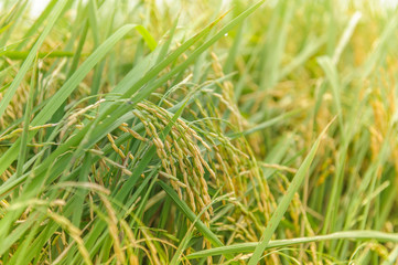 rice field