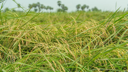 rice field