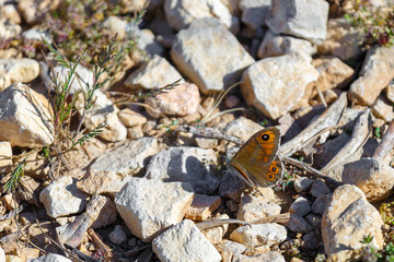 Butterfly sitting on stone