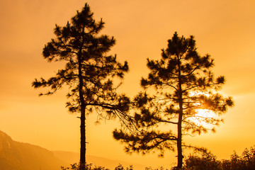 Two pine trees with light in the morning.