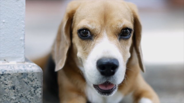 Close up portrait of adorable beagle 
