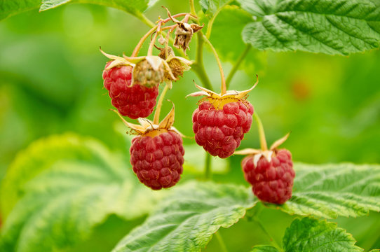 Four red  raspberries growing