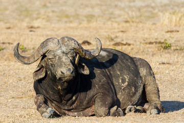 Obraz premium Tired Cape buffalo bull rolling in water pond to cool down