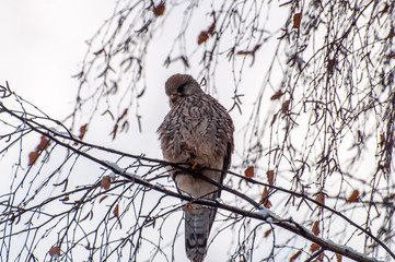 Turmfalke im winterlichen Berlin