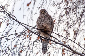 Turmfalke im winterlichen Berlin 