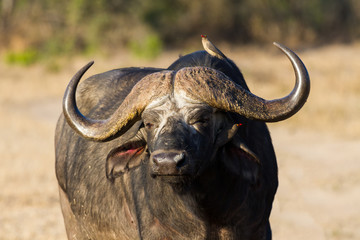 Cape buffalo standing in the open search for possible danger