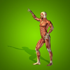 Conceptual 3D human man health anatomy