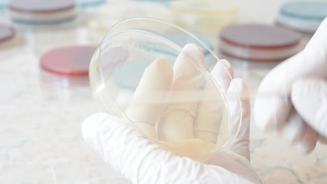 Scientist with gloves doing an antibiogram on agar petri dish with a sterile swab, to test the sensitivity of an isolated bacterial strain
