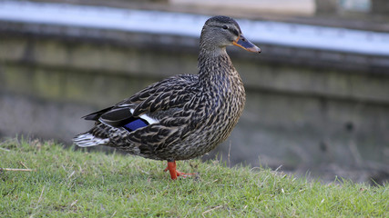 Wild Female Duck / A wild - mallard - female duck from Oregon, USA.