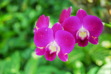 Fototapeta na wymiar Orchids, pink tropical Thailand, green background