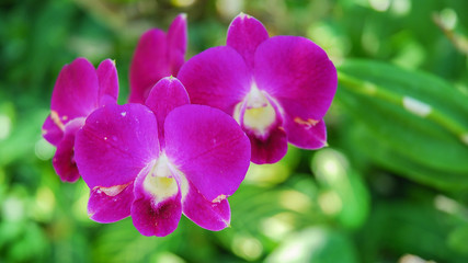 Fototapeta na wymiar Orchids, pink tropical Thailand, green background