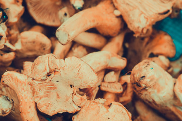 Chantarelles in a Basket