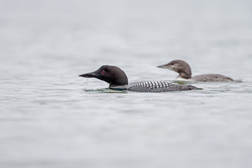Loon or loony swims in water
