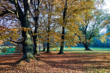 The forest in the morning