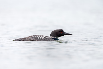 Loon or loony swims in water