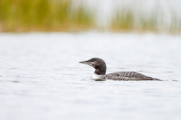 Loon or loony swims in water