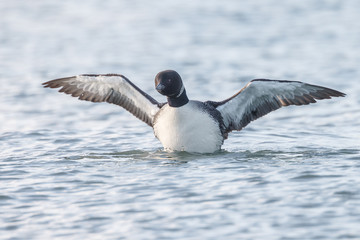 Loon or loony swims in water