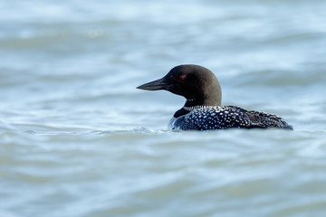 Loon or loony swims in water